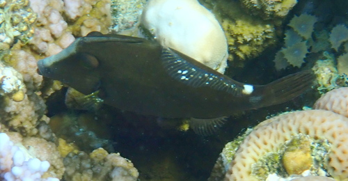 アミメウマヅラハギ