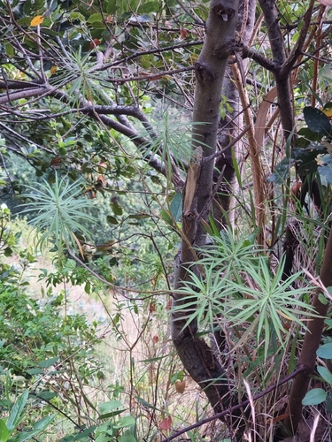 Erysimum bicolor (Erysimum bicolor)