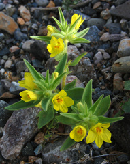 Mohavea breviflora