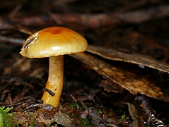 Cortinarius sinapicolor