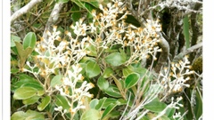 Brachyglottis elaeagnifolia