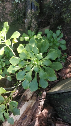 Aichryson pachycaulon, photograph 5