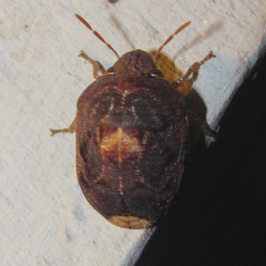 Stethaulax marmorata