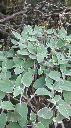 Sideritis lotsyi, photograph 1