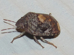 Stethaulax marmorata