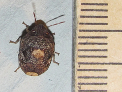 Stethaulax marmorata