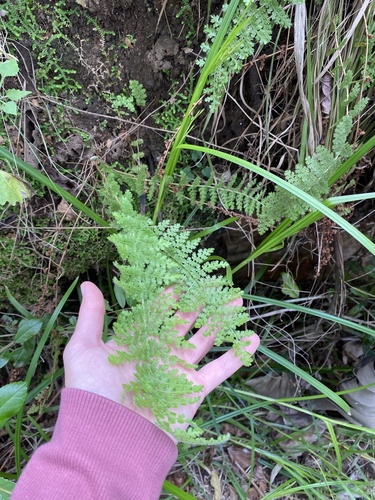 Anemia vestita (Anemia vestita)