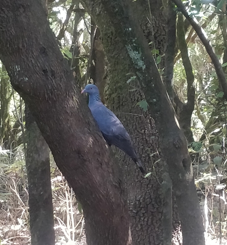 Paloma turqué (Columba bollii)