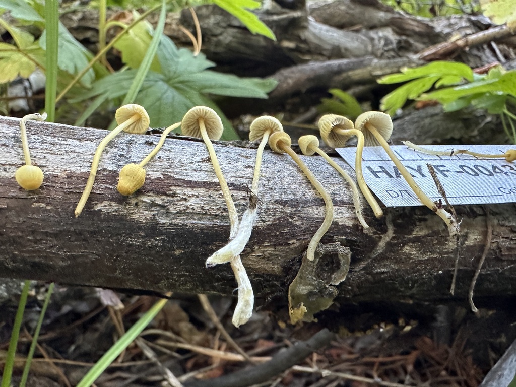 Mycena citrinomarginata from Mono County, CA, USA on September 23, 2023 ...