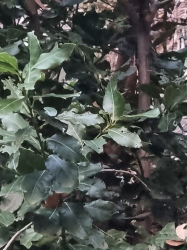 Laurus novocanariensis (Laurus novocanariensis)