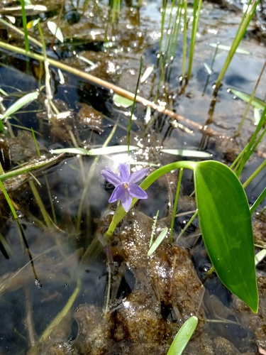 Pontederia cyanea