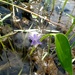 Pontederia cyanea - Photo (c) QuestaGame, alguns direitos reservados (CC BY-NC-ND), uploaded by QuestaGame