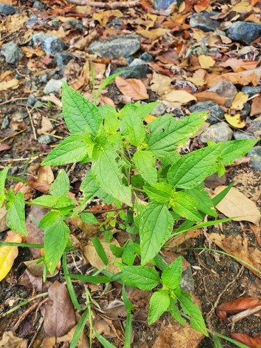 Image of Eleutheranthera ruderalis by (c) Jason Hernandez, some rights reserved (CC BY)