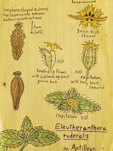 Eleutheranthera ruderalis iNat (1)