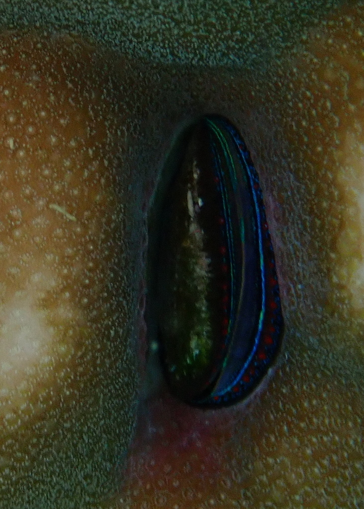 Iridescent Scallop