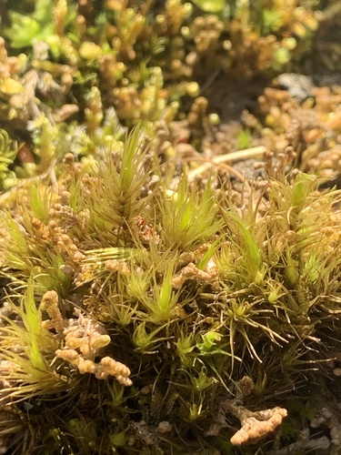 Dicranum spadiceum observed 2023-07-30