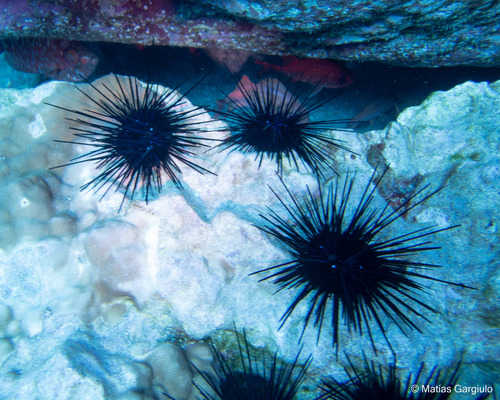 Diadema paucispinum observed 2023-09-26