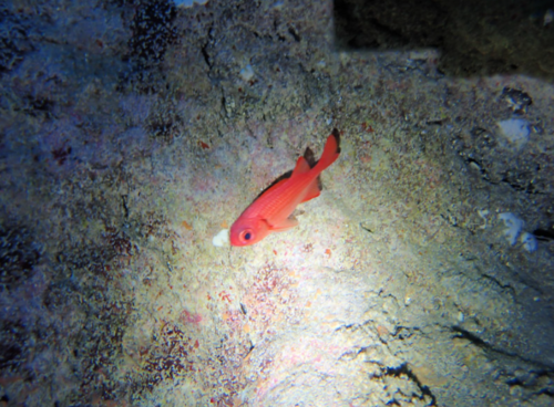 Myripristis tiki observed 2023-09-26