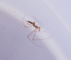 Rhomphaea urquharti