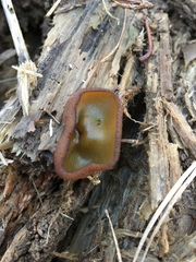 Humaria hemisphaerica