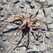 Vagrant Spiders - Photo (c) Danielle, some rights reserved (CC BY-NC)