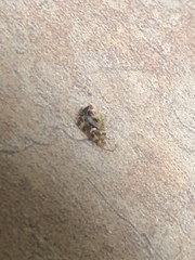Tropidosteptes quercicola