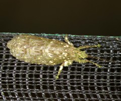 Olcinia