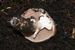 Agaricus brunneofibrillosus image