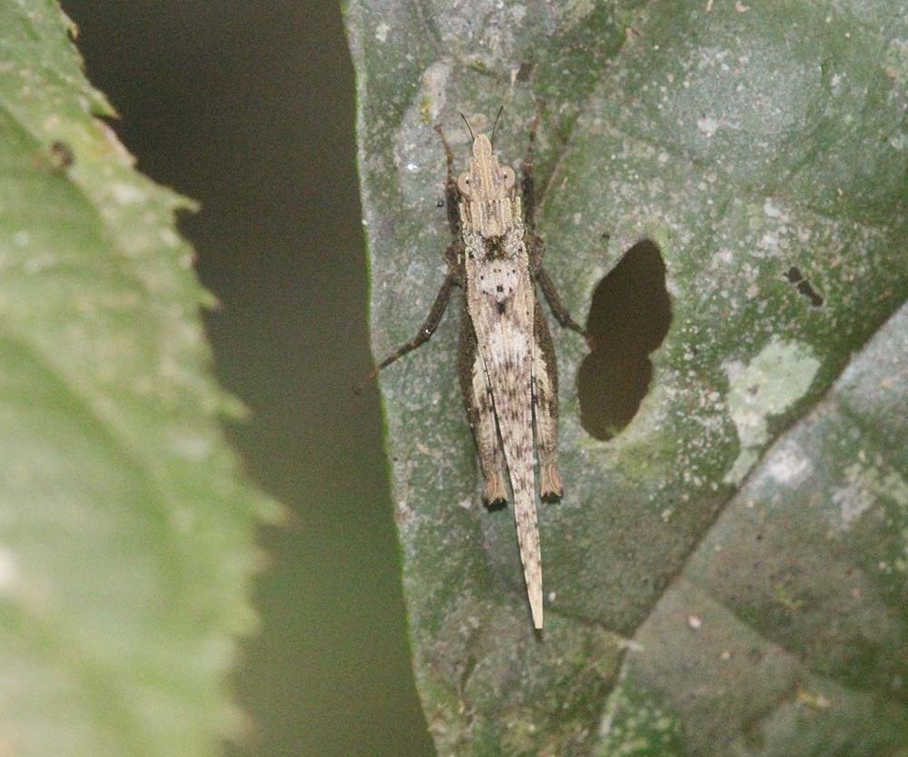 Rostella