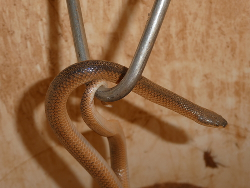 Black-naped Hooded Snake sighting