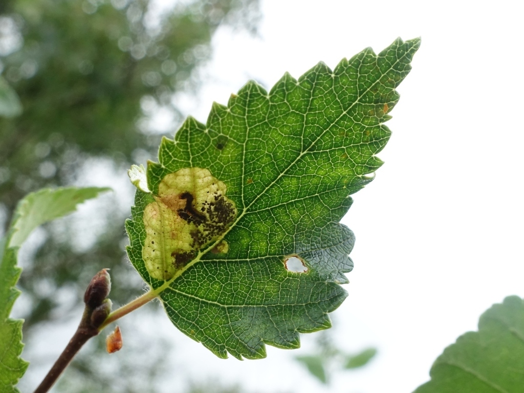 Amber-marked Birch Leaf-miner Sawfly