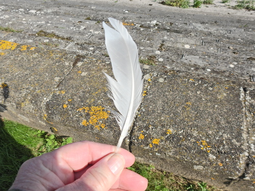 Plume de Goéland argenté