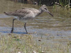 Tringa semipalmata semipalmata
