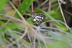 Ariconias glaphyra