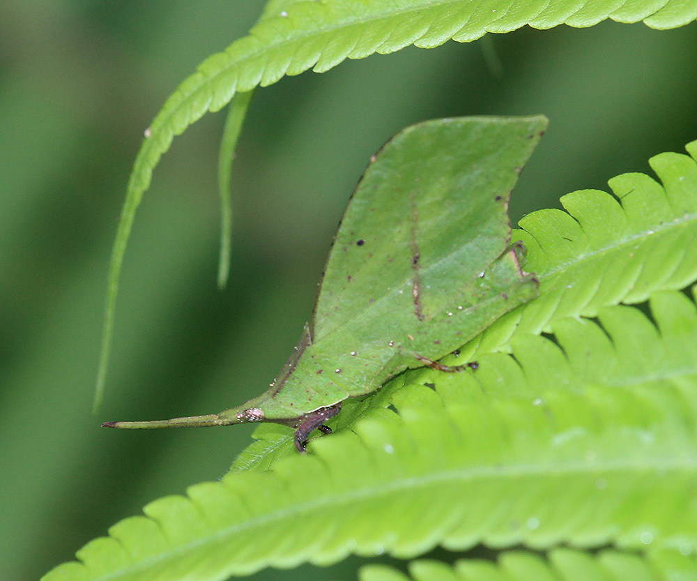 Systella