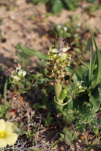 Image of Lachenalia mutabilis by (c) Tony Rebelo, some rights reserved (CC BY-SA)