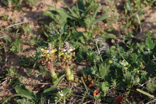 Image of Lachenalia mutabilis by (c) Tony Rebelo, some rights reserved (CC BY-SA)