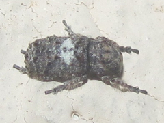 Toxonotus cornutus