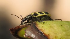 Astylus atromaculatus