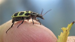 Astylus atromaculatus