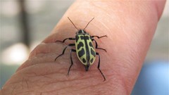 Astylus atromaculatus