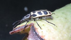 Astylus atromaculatus