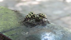 Astylus atromaculatus