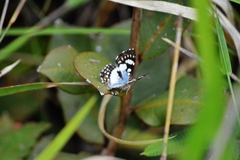 Ariconias glaphyra