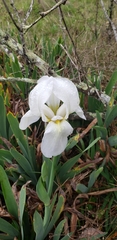 Iris albicans