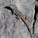 Pygmy Spiny Lizard - Photo (c) Juan Cruzado Cortés, some rights reserved (CC BY-SA), uploaded by Juan Cruzado Cortés