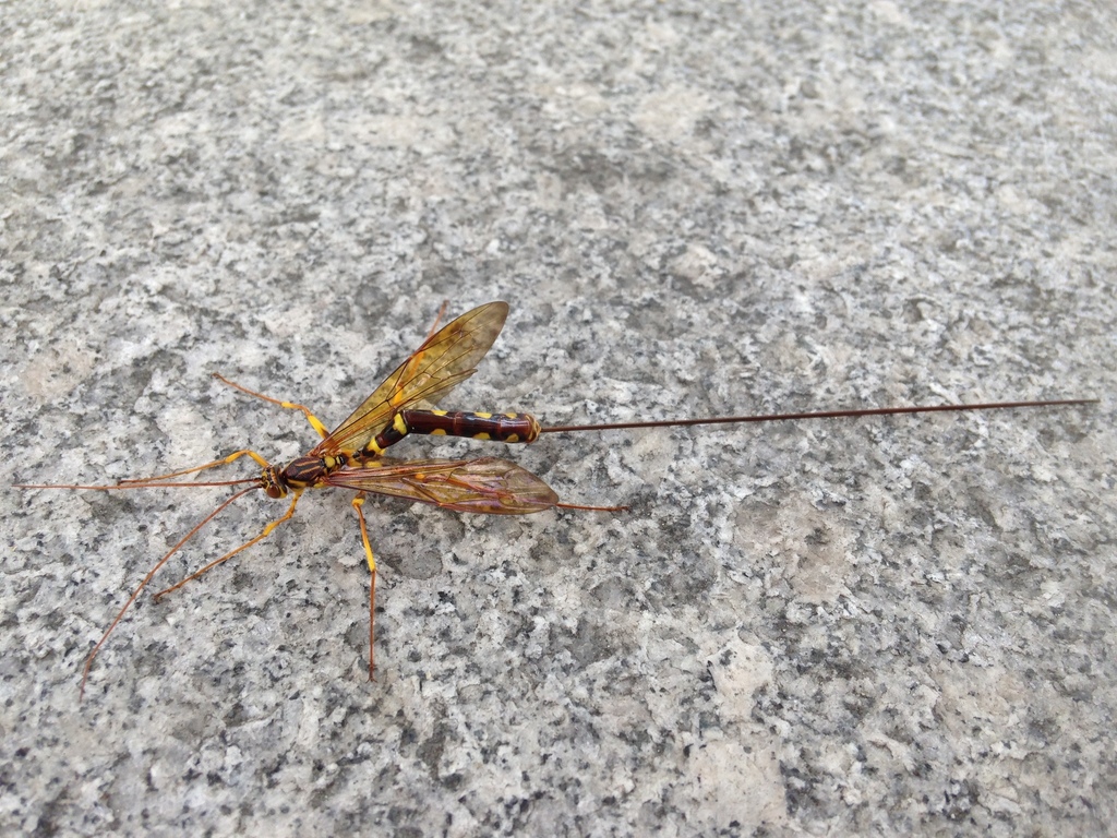 Megarhyssa praecellens