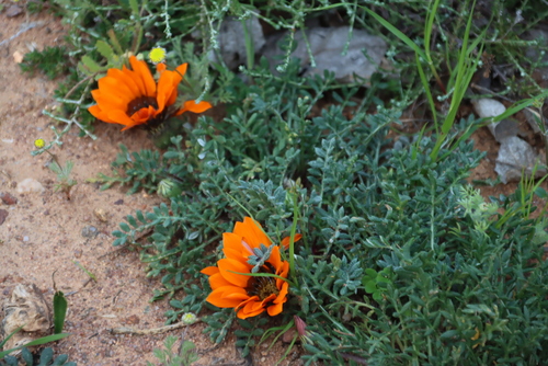 Gazania leiopoda, photograph 1
