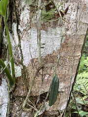 Aristolochia iquitensis, photograph fern Wildtruth, CC BY, iNaturalist via GBIF