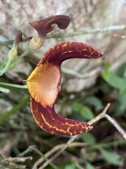 Aristolochia iquitensis, photograph fern Wildtruth, CC BY, iNaturalist via GBIF